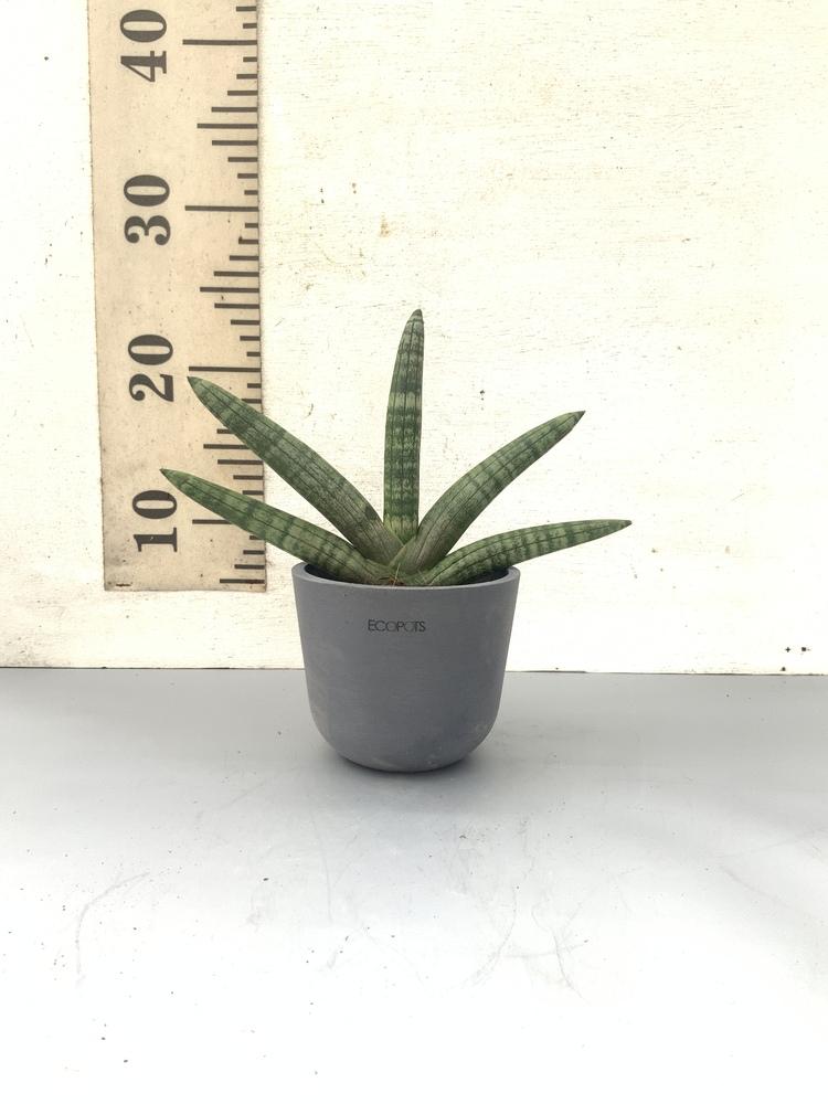 サンスベリア・ボンセレンシス Table-S