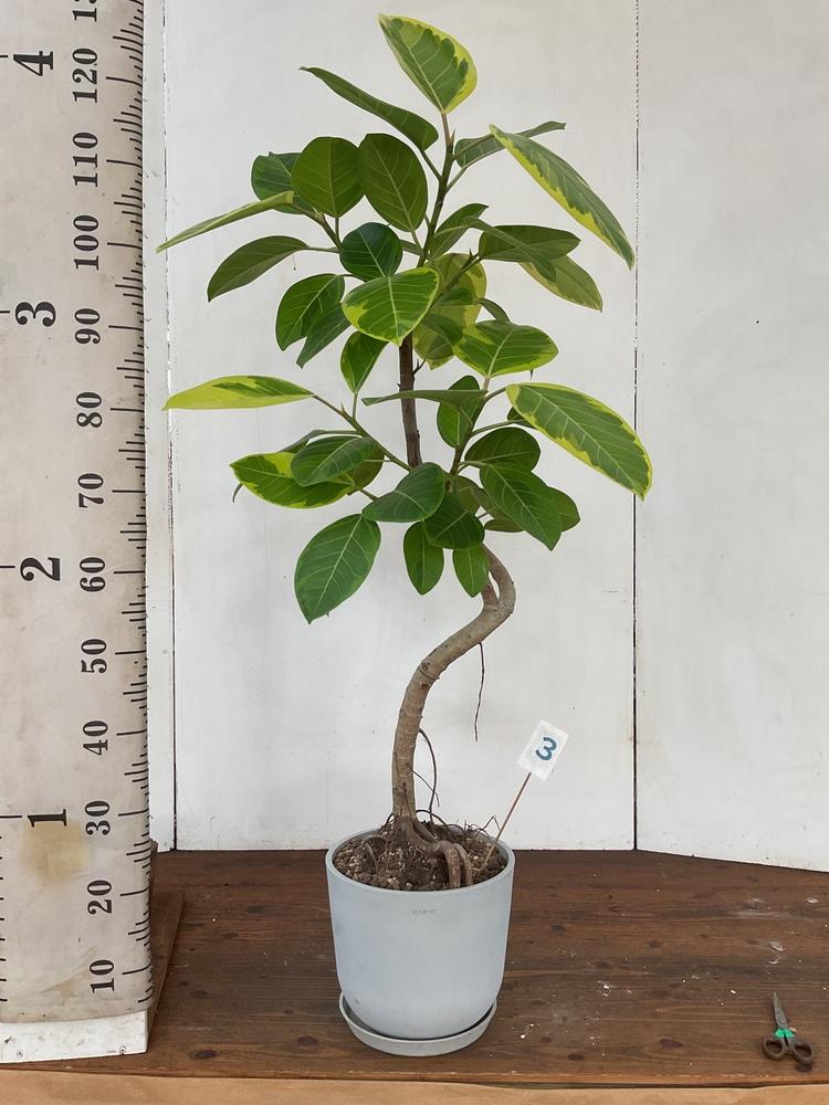 フィカス・アルテシマ まがり M 〈沖縄産〉