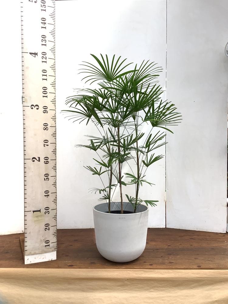 雲南シュロチク L