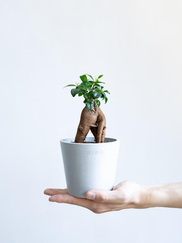 ガジュマル Table-S