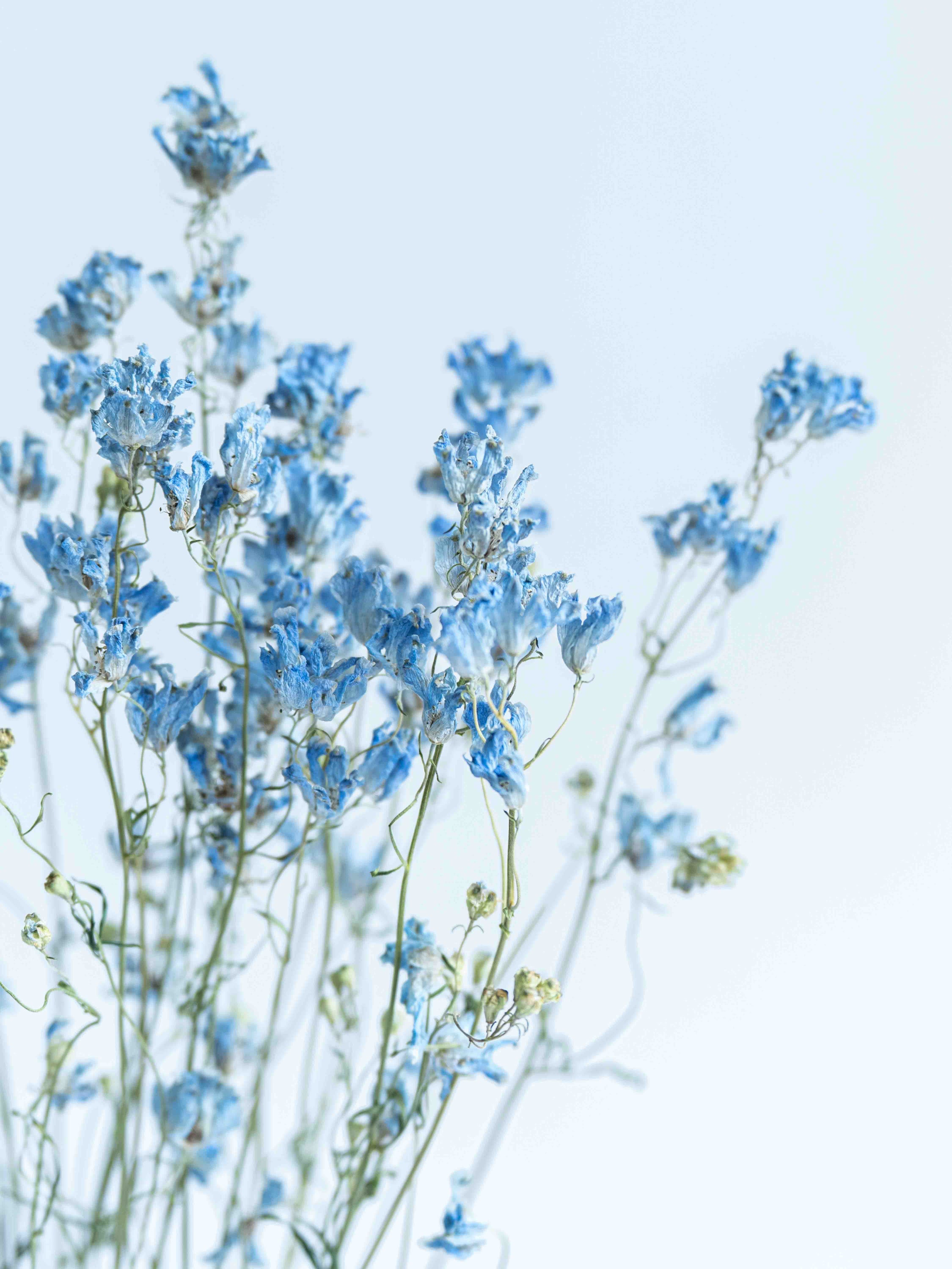 ドライ花材 デルフィニウムシフォンブルー