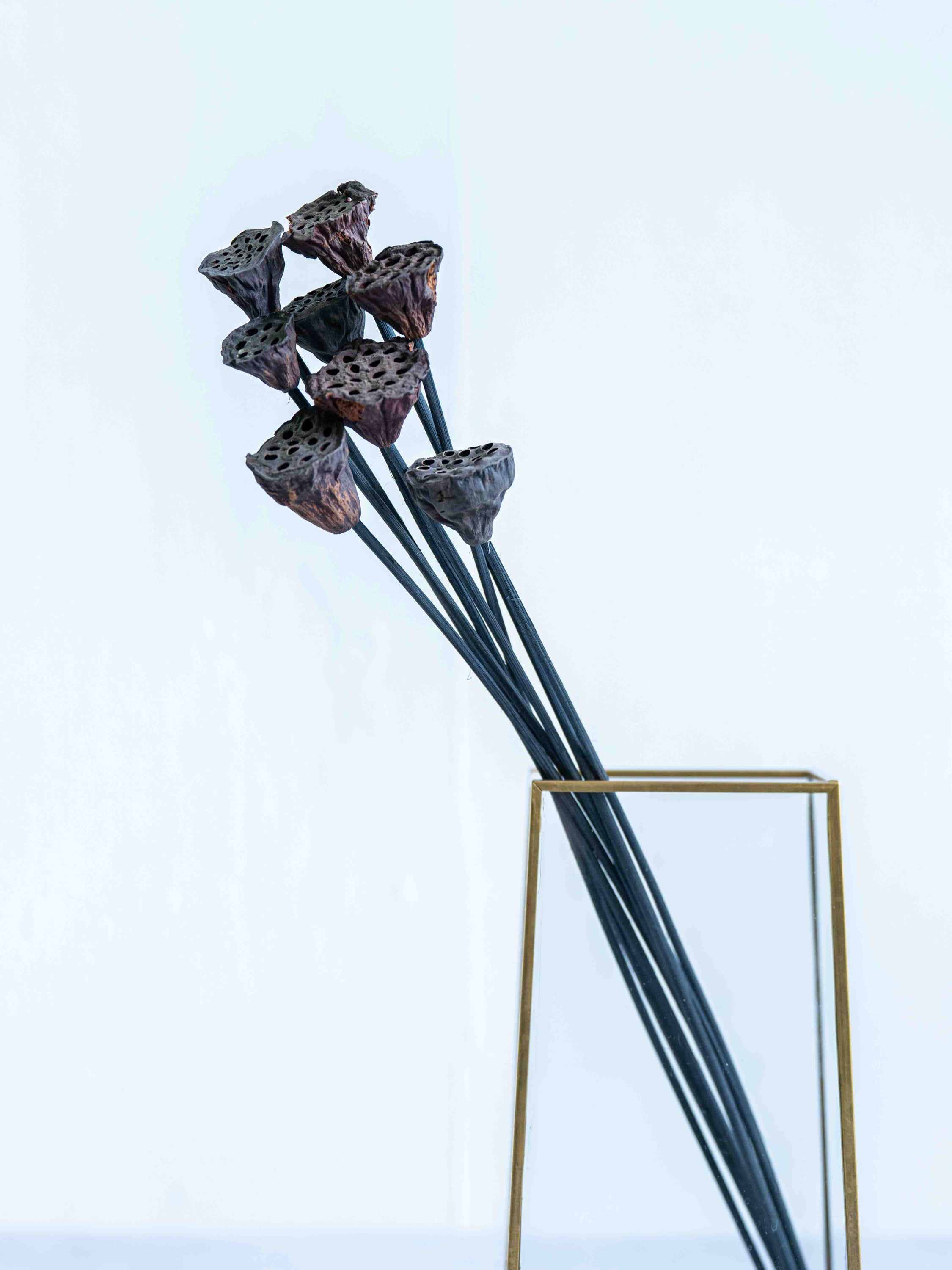 ドライ花材 ハスの実