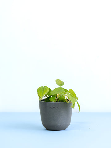 【クリアプランツ】オキシカルジューム Table-S