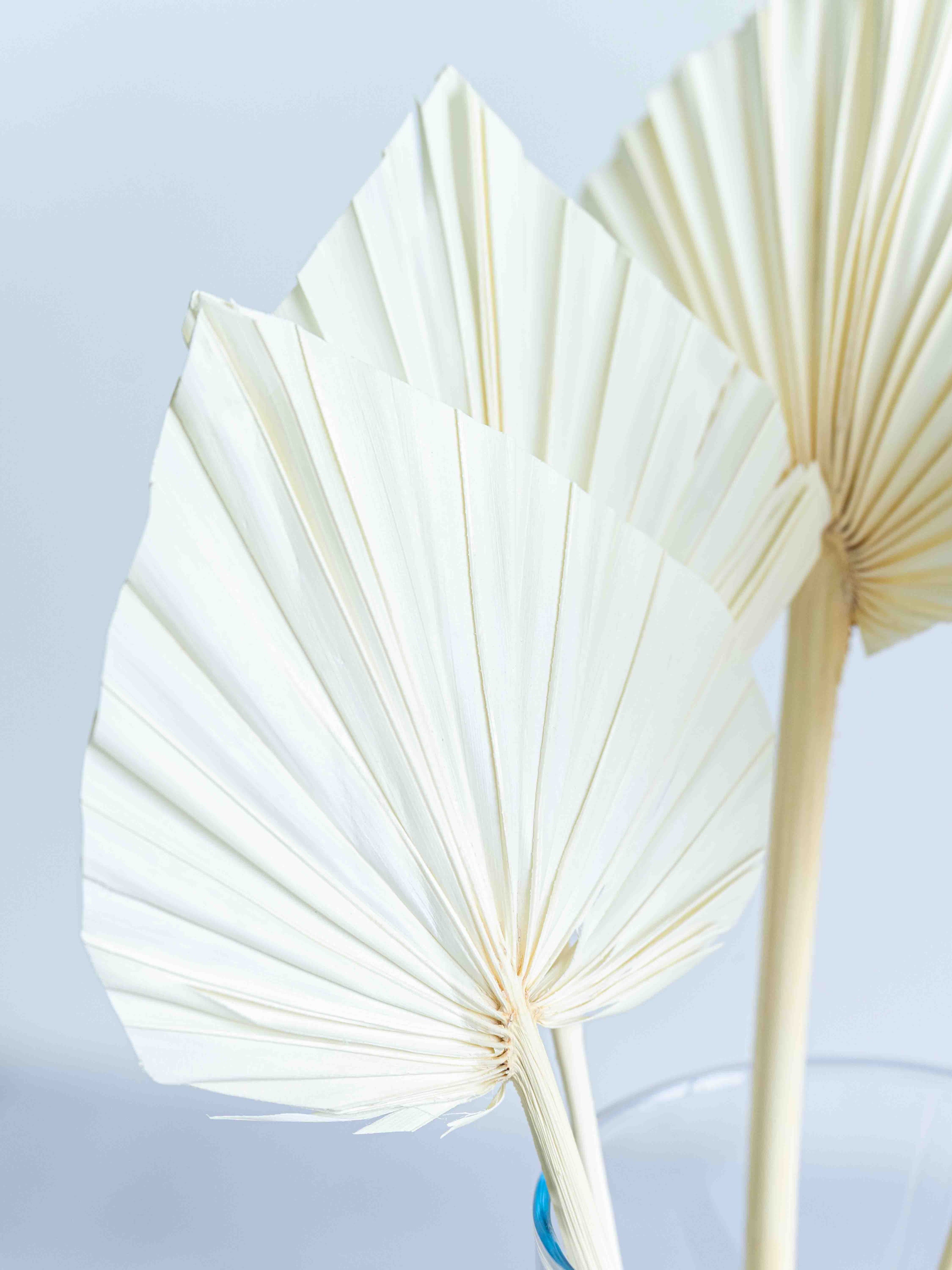 ドライ花材 パームスペード ホワイト