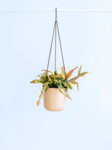 リプサリス・エリプティカ -ハンギング-