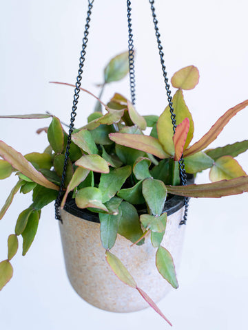 リプサリス・エリプティカ -ハンギング-