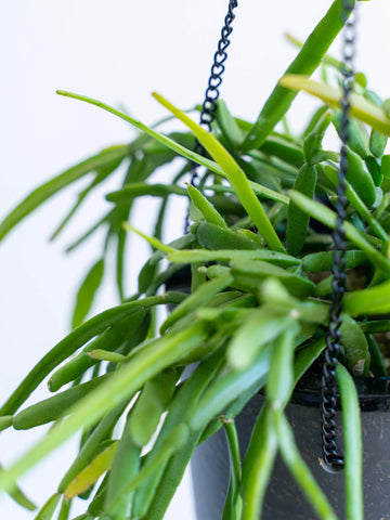 リプサリス・ミクランサ -ハンギング-