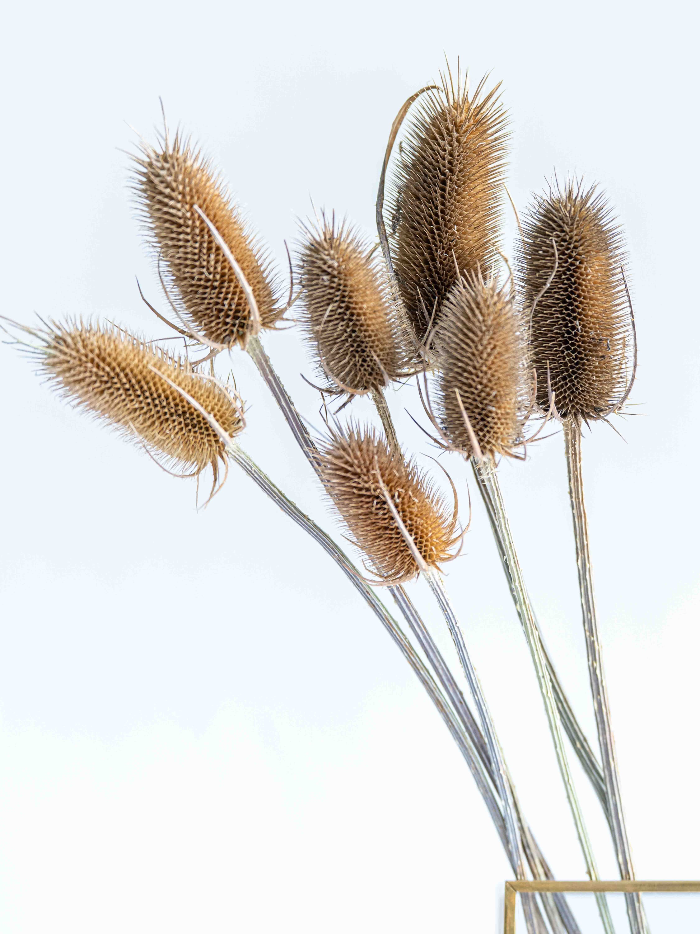 ドライ花材 チーゼル ナチュラル