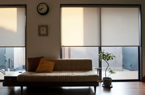 フランスゴムの木 まがり M