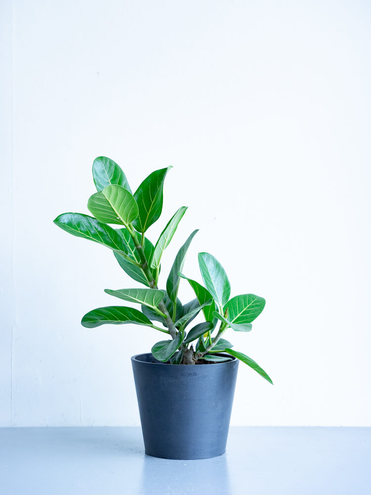 フィカス・ベンガレンシス S