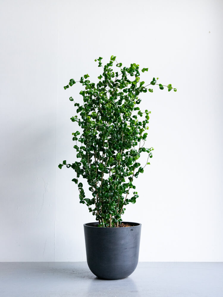 フィカス・ベンジャミン・バロック M