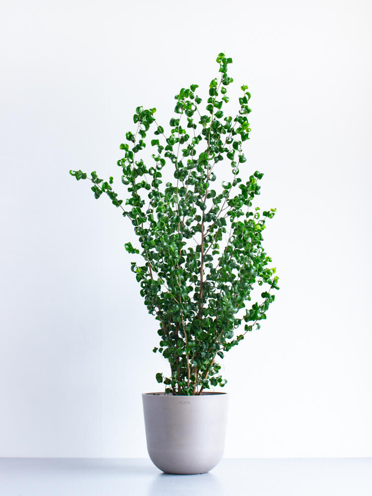 フィカス・ベンジャミン・バロック M