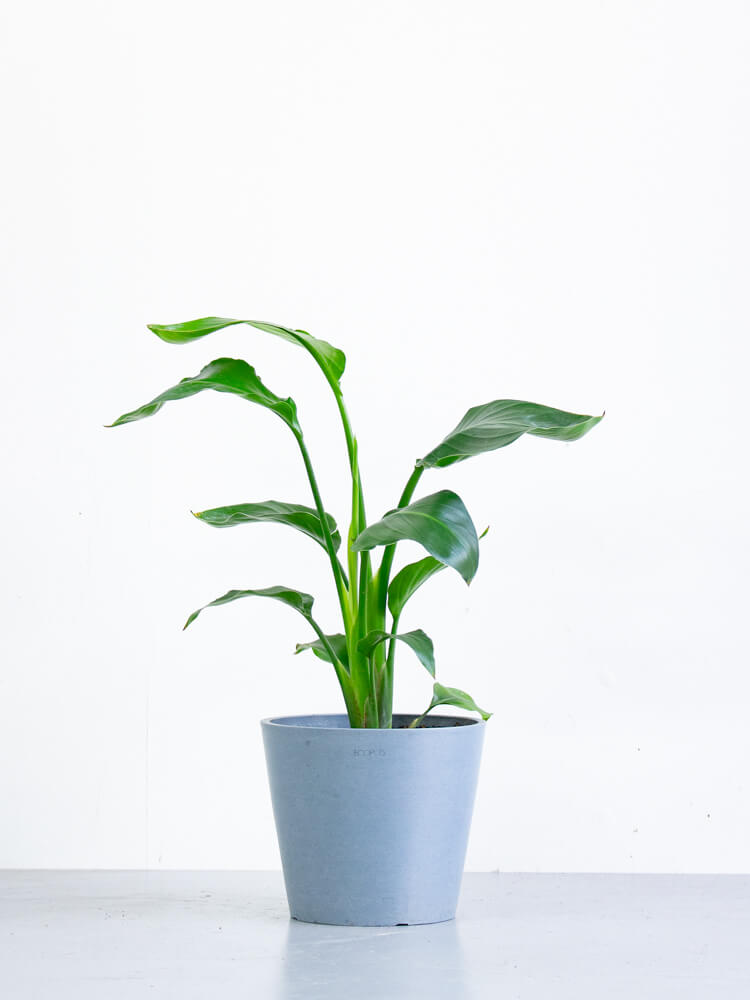 ストレリチア・オーガスタ S