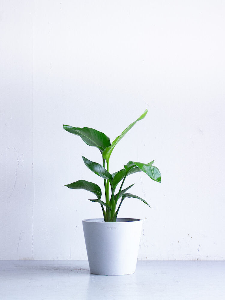 ストレリチア・オーガスタ S