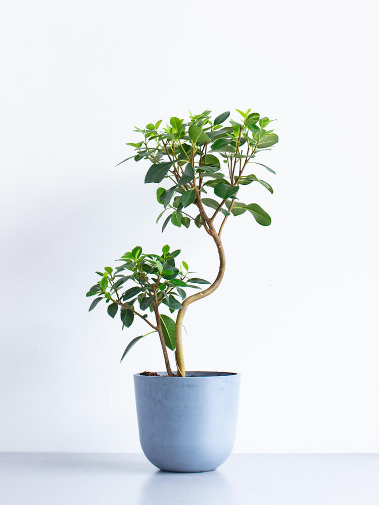 フランスゴムの木 まがり M