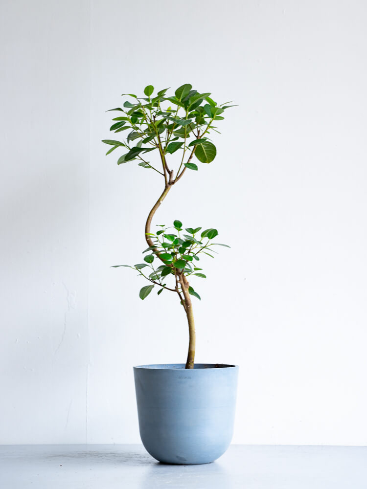 フランスゴムの木 まがり M