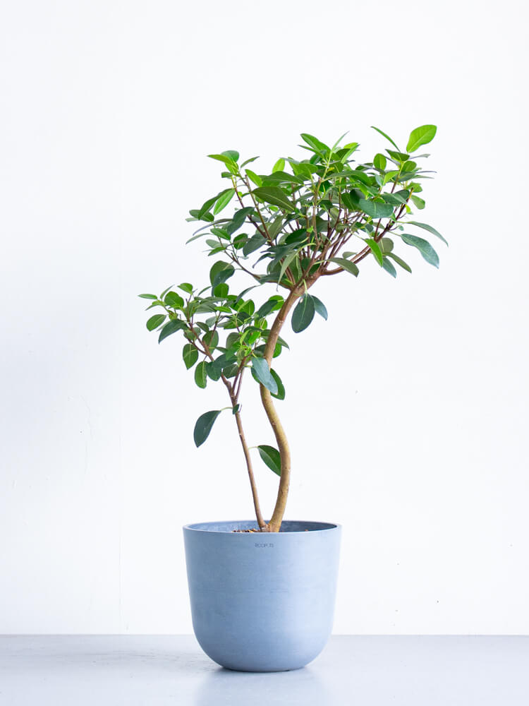 フランスゴムの木 まがり M