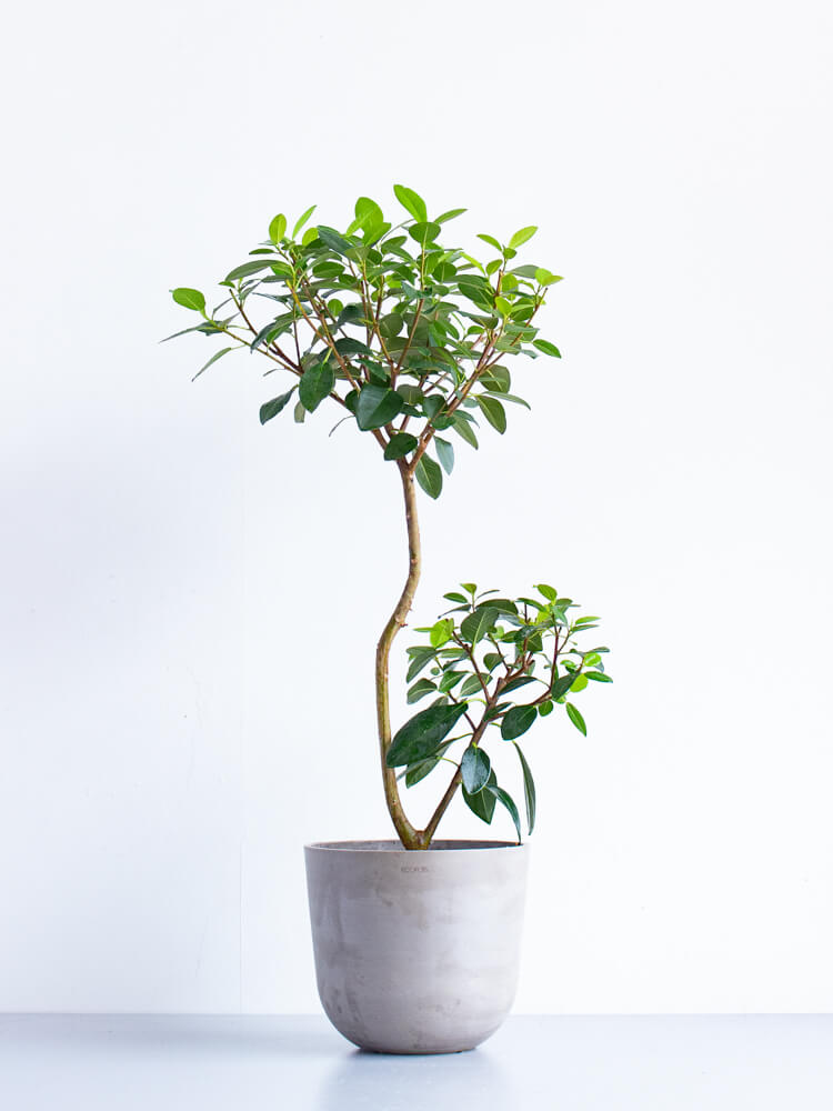 フランスゴムの木 まがり M