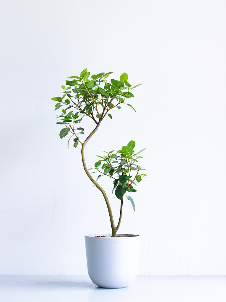 フランスゴムの木 まがり M