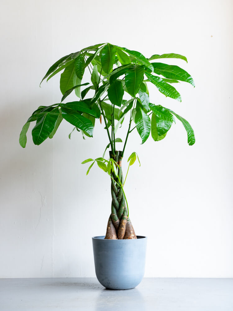 パキラ ねじり M