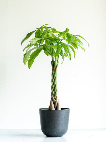 パキラ ねじり M