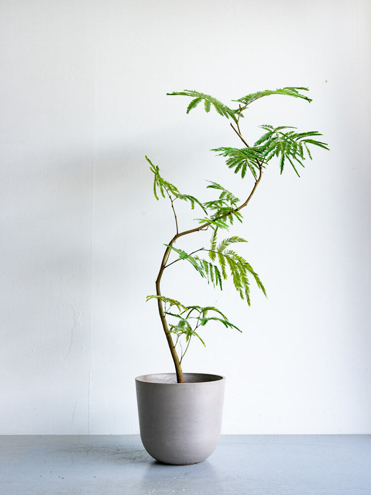 エバーフレッシュ まがり M