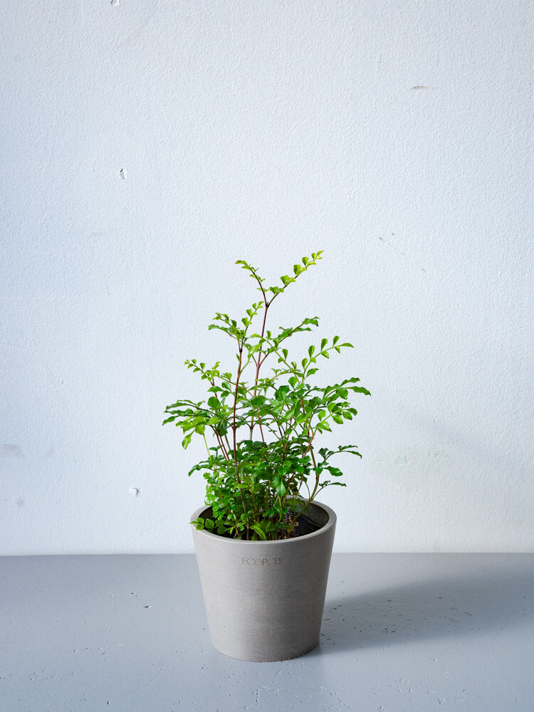 シマトネリコ Table-S