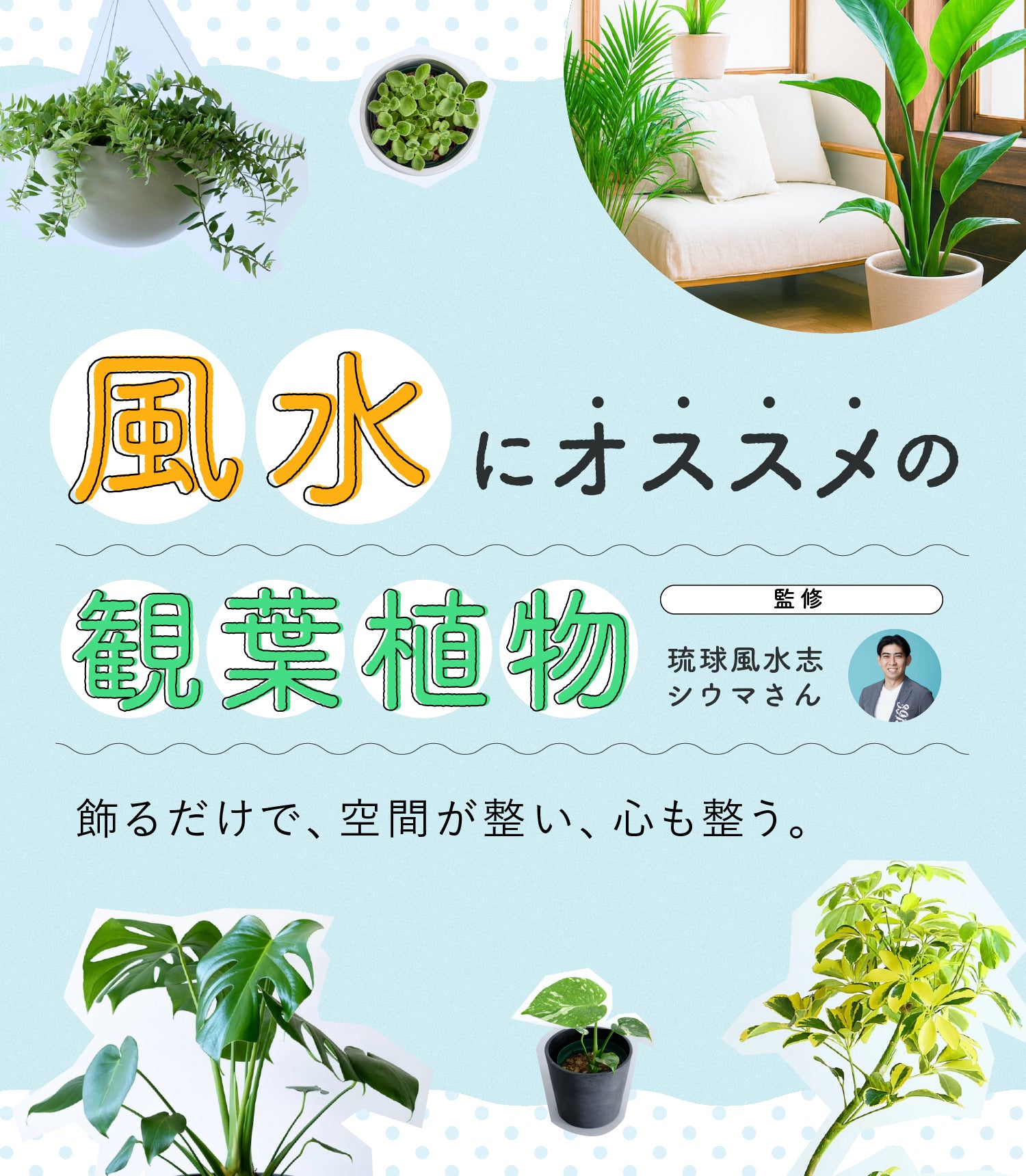 風水におすすめの観葉植物