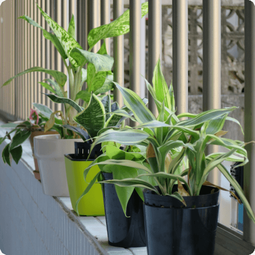 におすすめの観葉植物