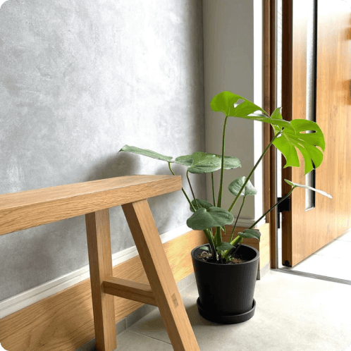 におすすめの観葉植物