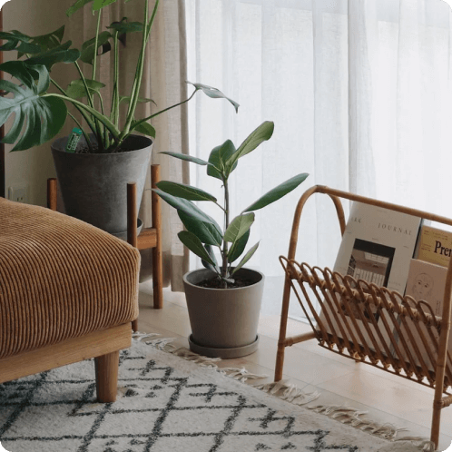 リビングにおすすめの観葉植物