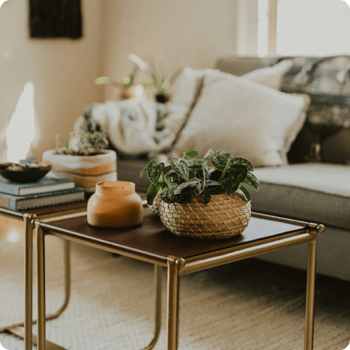 におすすめの観葉植物