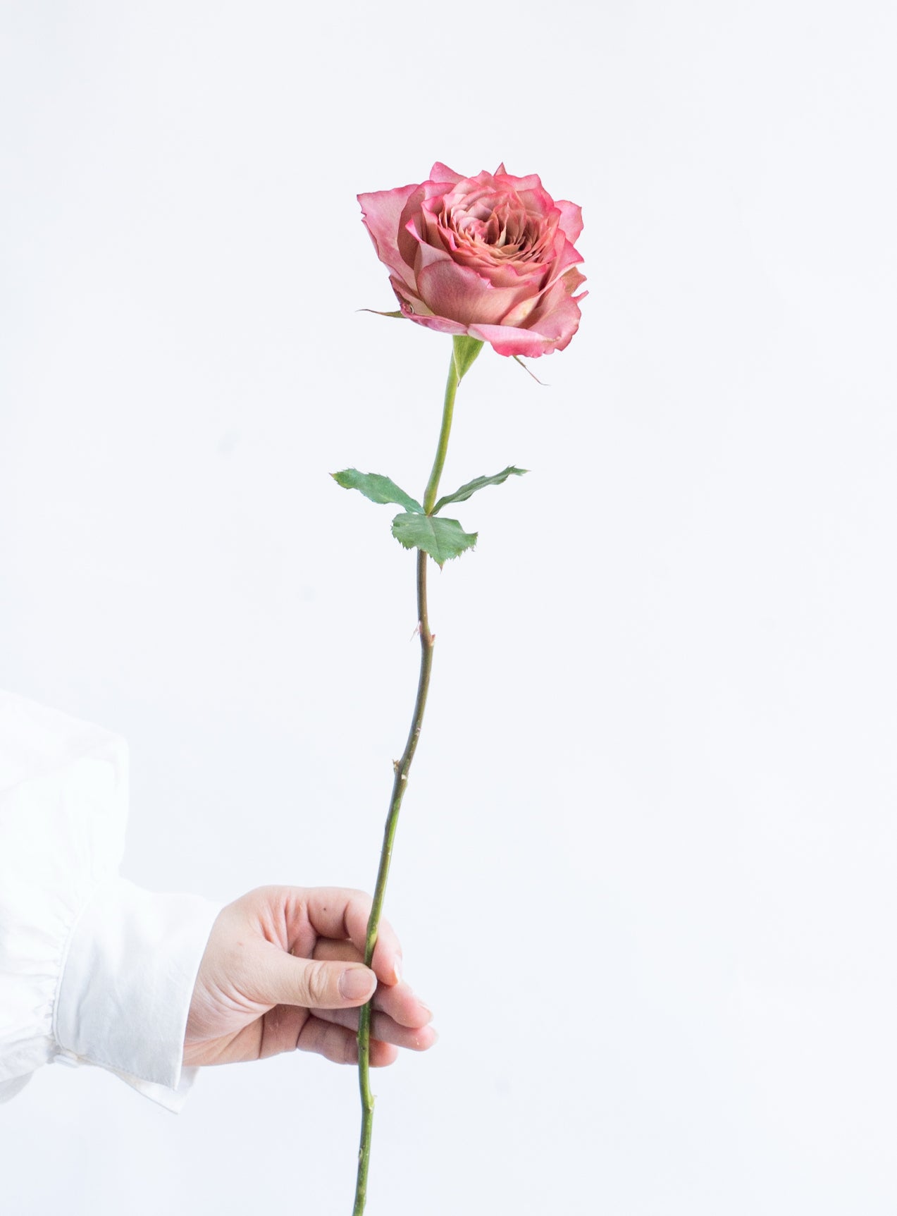 一本花材