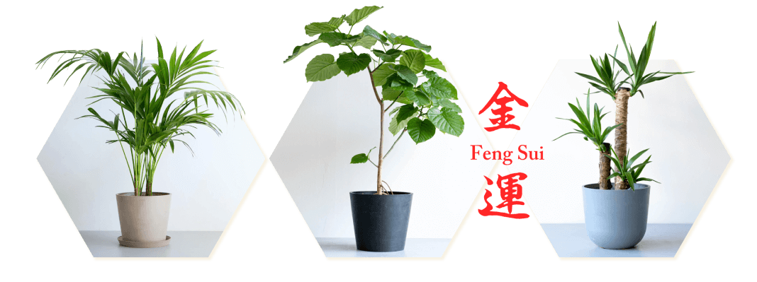 金運アップにおすすめの観葉植物