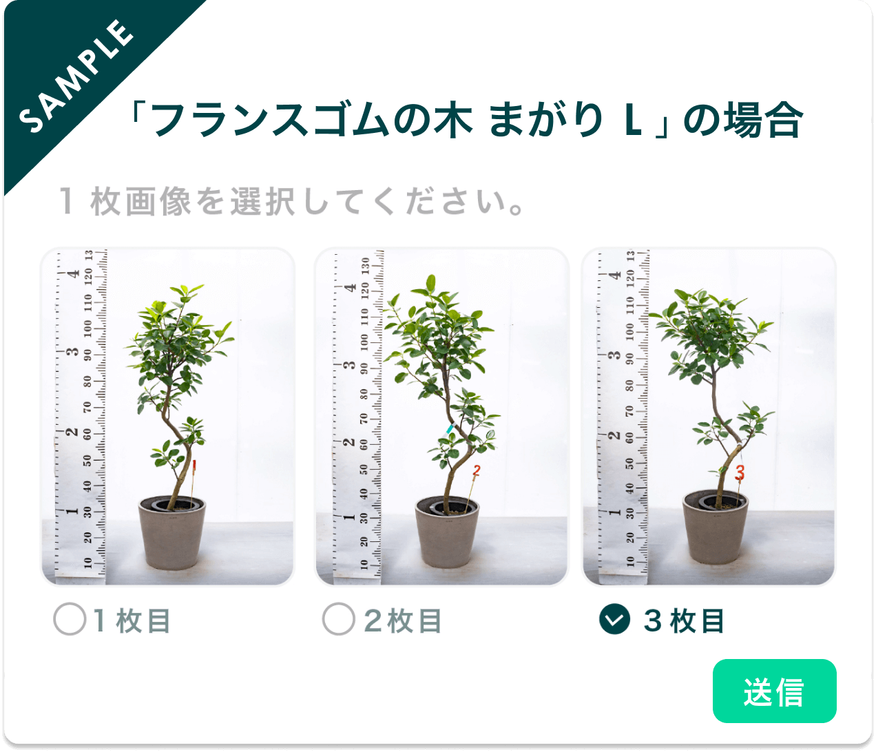 樹形の選択画面