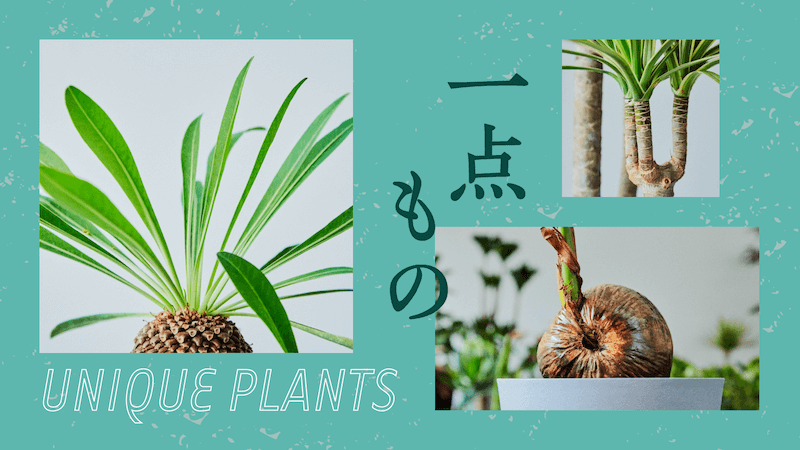 一点もの植物