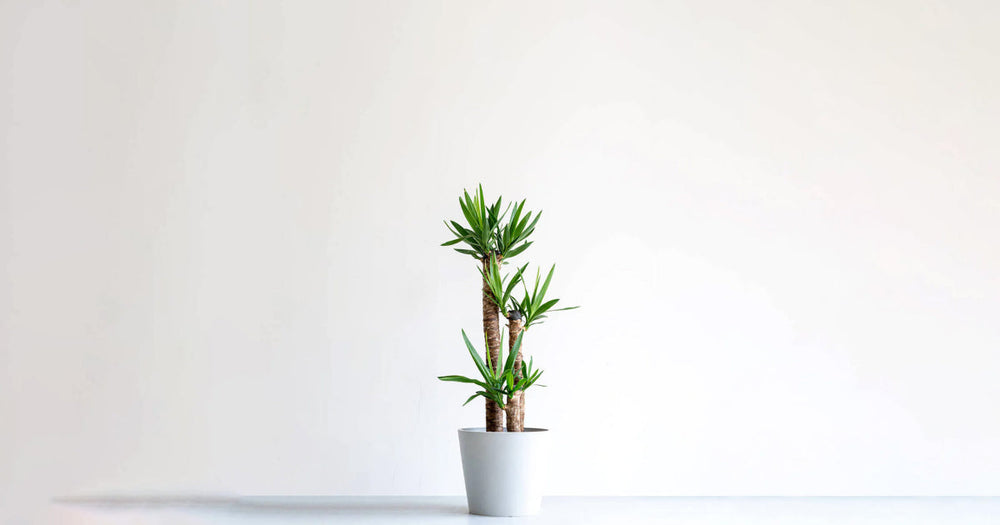 ユッカ・エレファンティペス（青年の木）の育て方