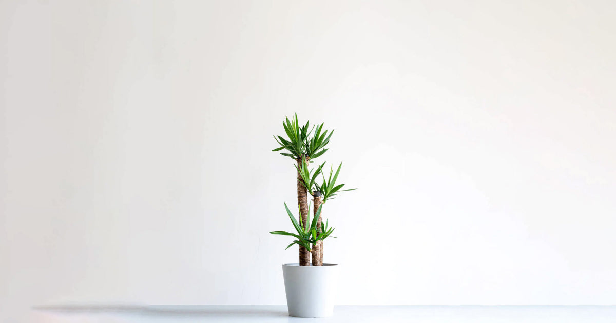 ユッカ・エレファンティペス（青年の木）の育て方 | 観葉植物・お花の