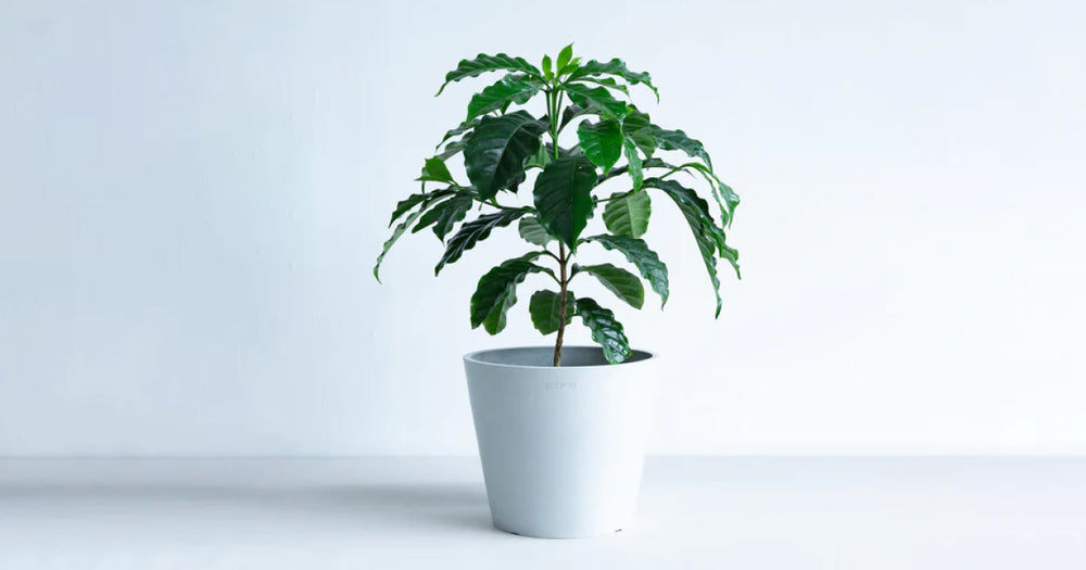 コーヒーの木の育て方｜初心者にも簡単！植物バイヤーが解説