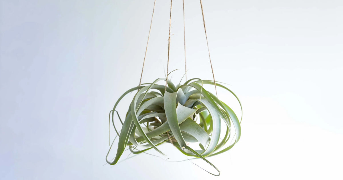 エアプランツの育て方