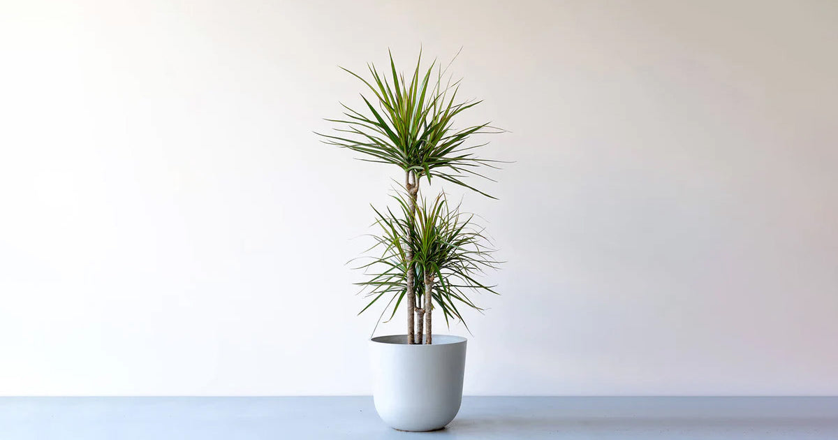ドラセナ・コンシンネの育て方 | 観葉植物の通販 AND PLANTS (アンド