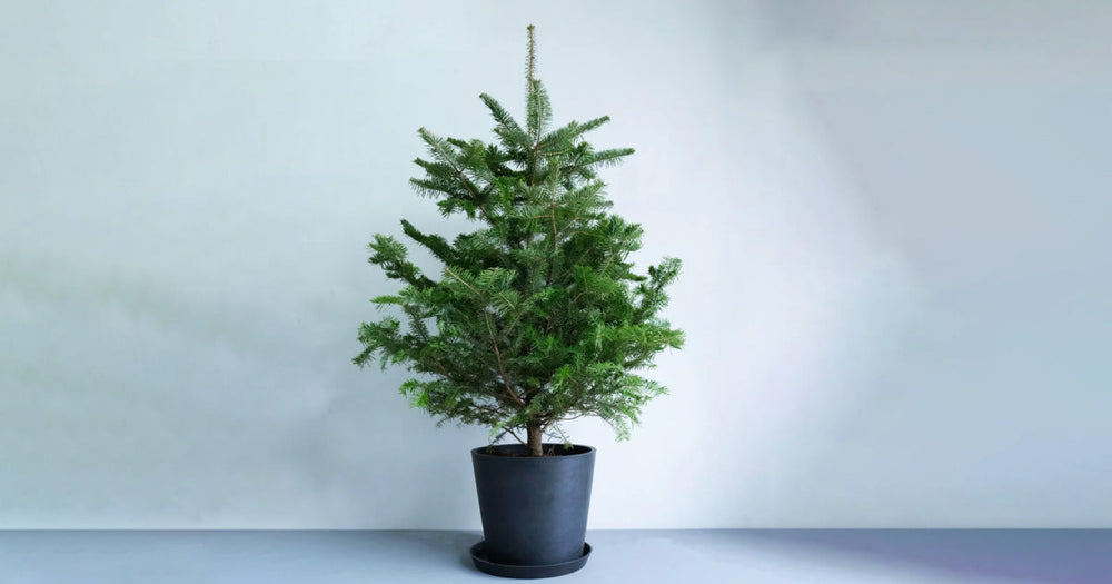 モミの木の育て方