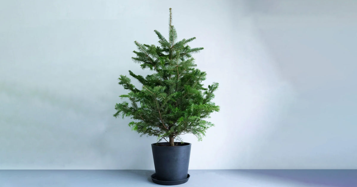 モミの木の育て方 | 観葉植物の通販 AND PLANTS (アンドプランツ)