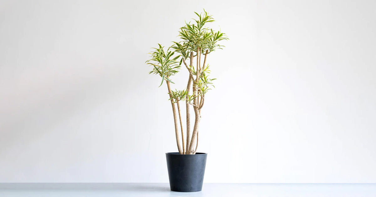 綺麗な樹形★ 観葉植物 ドラセナ ソングオブインディア ドラセナ・ソングオブインディアの育て方 | 観葉植物・お花の通販 AND