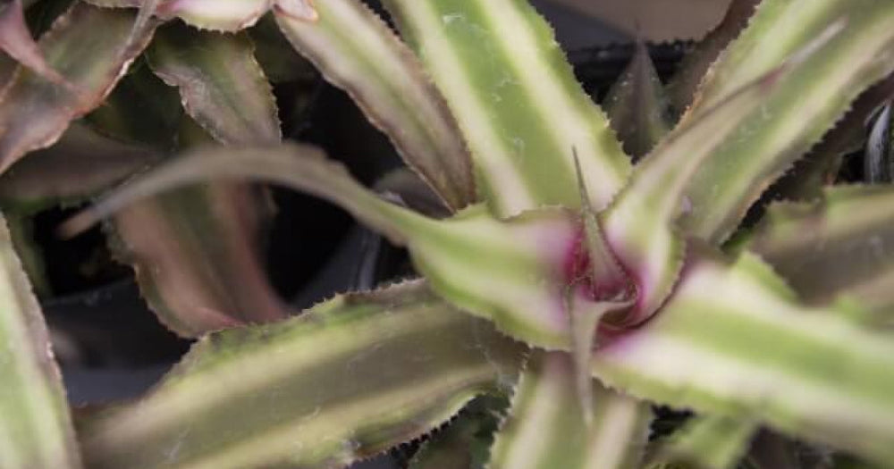 クリプタンサスの育て方