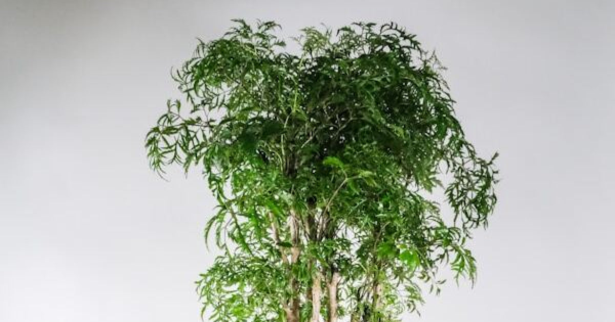 ポリシャス・スターシャの育て方 | 観葉植物・お花の通販 AND