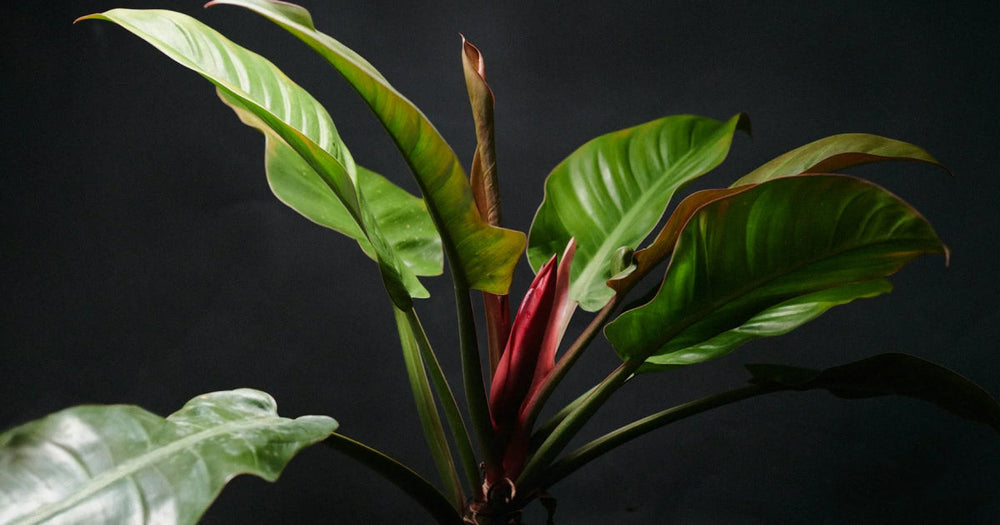 フィロデンドロン・ロジョコンゴの育て方