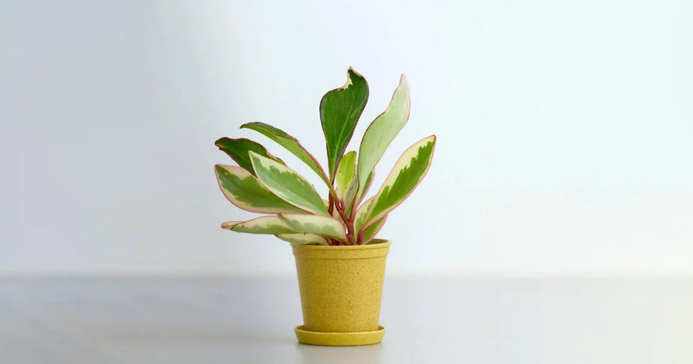 ペペロミア・ジェリーの育て方