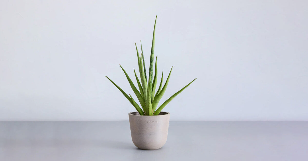 2024新商品 サンスベリア・グラシリスの育て方 | AND 観葉植物・お花の通販 サンスベリア