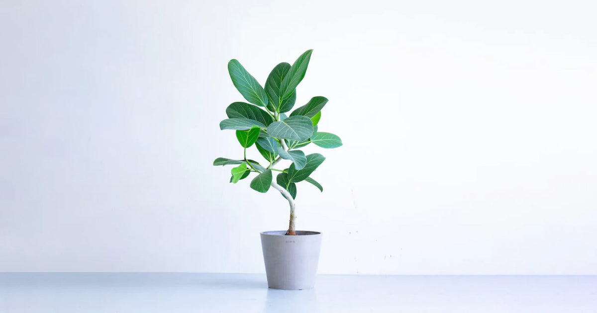 フィカス・ベンガレンシスの育て方 | 観葉植物の通販 AND PLANTS